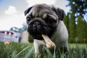 pet